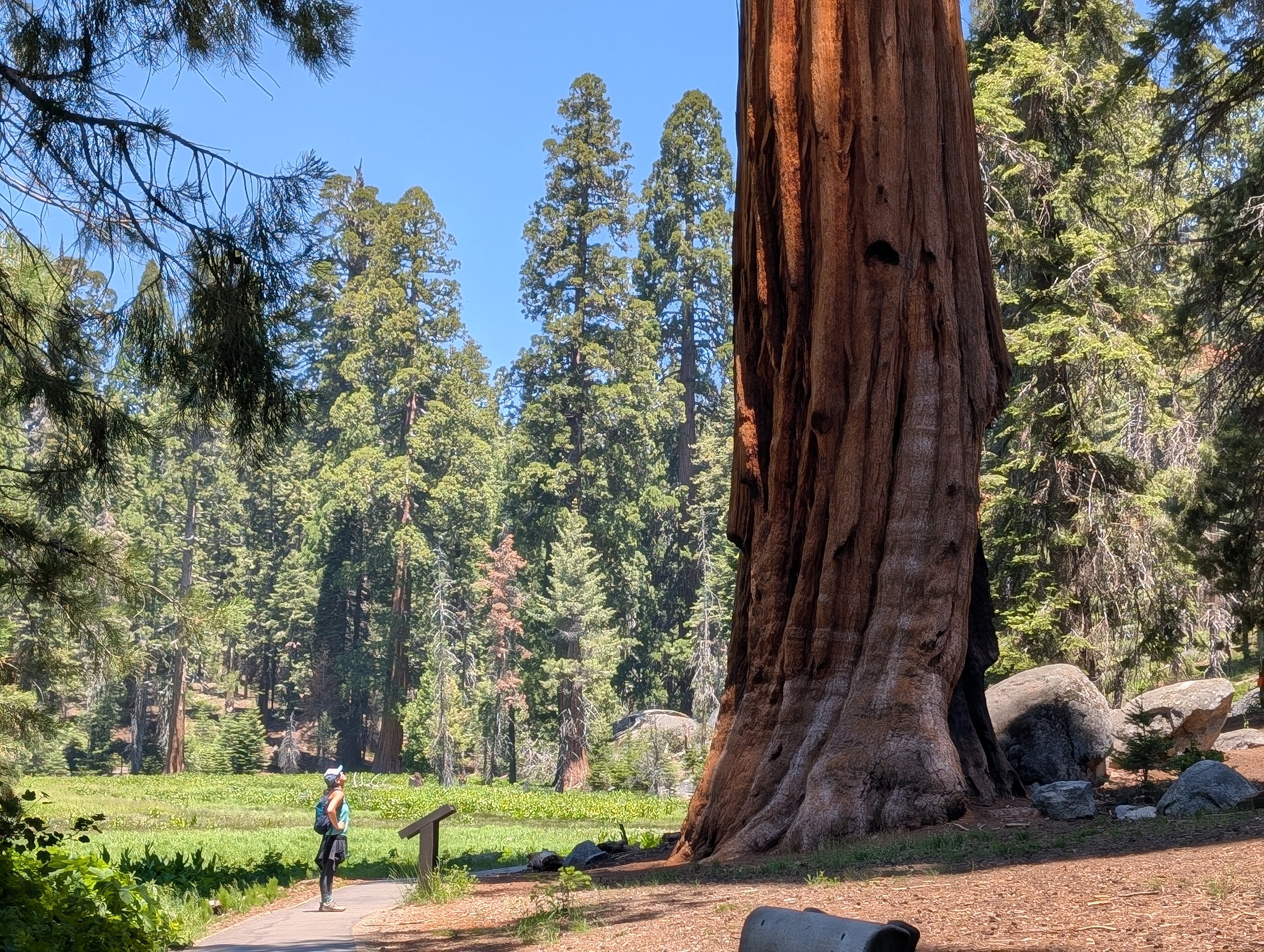Sequoia & Kings National Parks