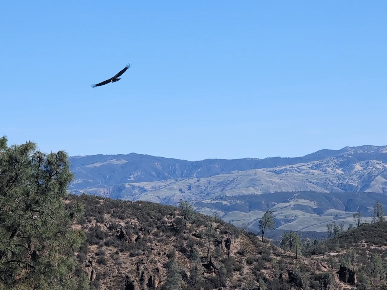 Experiencing Pinnacles National Park: A One-Day Adventure